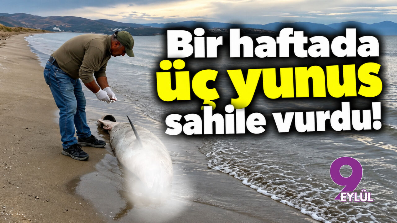 Bir haftada üç yunus sahile vurdu!