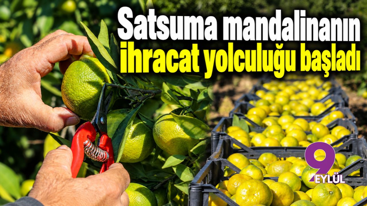 Satsuma mandalinanın ihracat yolculuğu başladı