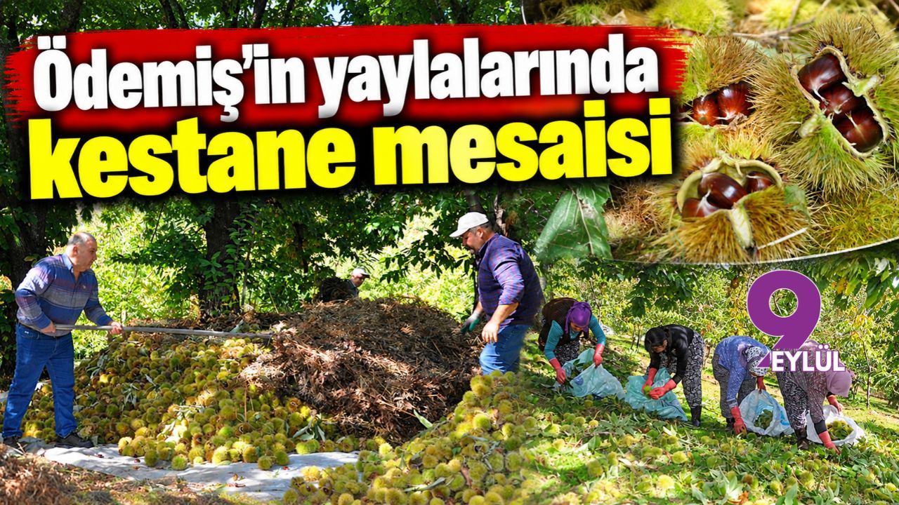 Ödemiş'in yaylalarında kestane mesaisi
