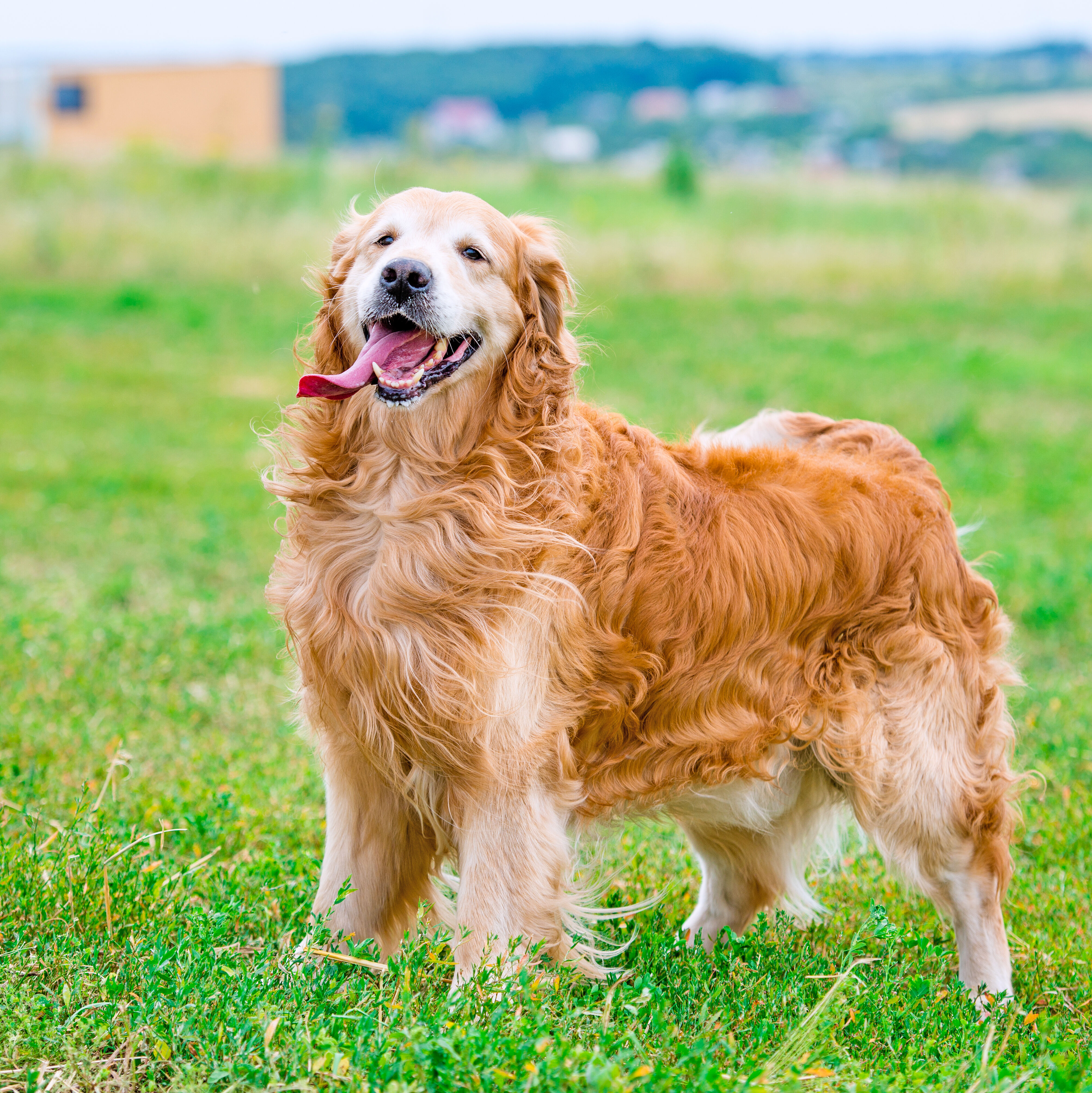 Happy Golden Retriever Dog On Green Grass 2026 09 22 01 57 22 Utc