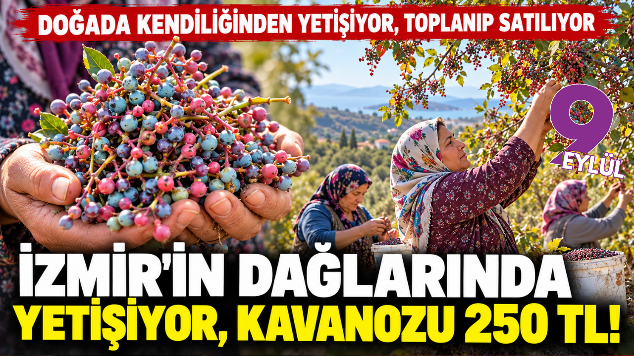 Doğadan toplanıyor, işlenip satışa sunuluyor