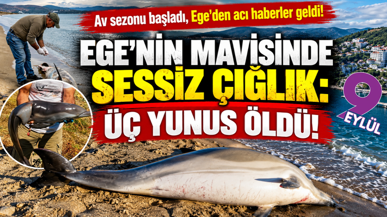 İzmir ve Kuşadası kıyılarında yunus ölümleri: Üç can kaybı!
