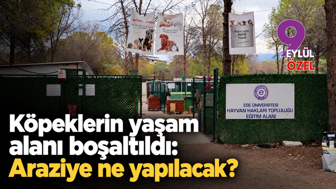 Köpeklerin yaşam alanı boşaltıldı: Araziye ne yapılacak?