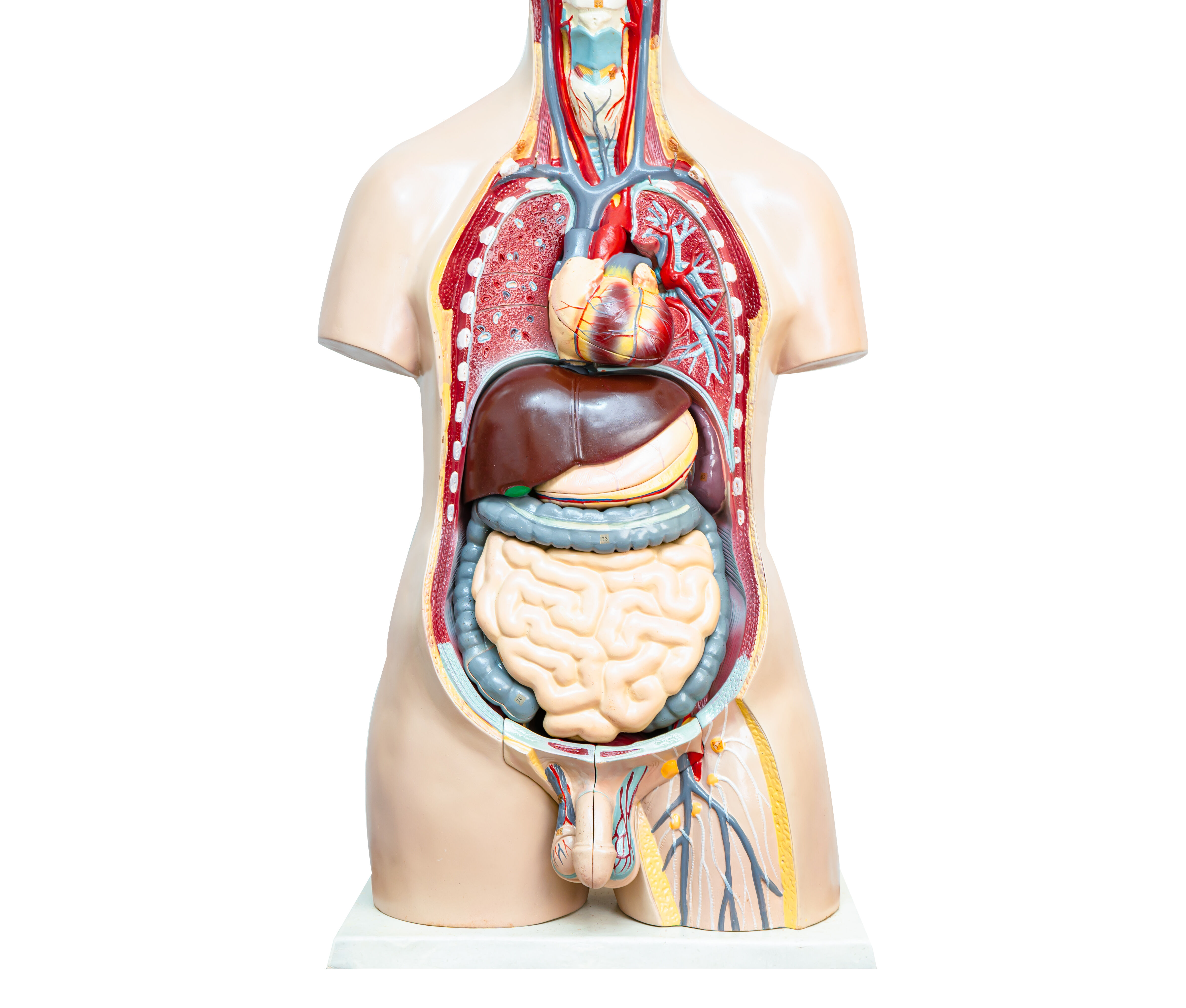 Torso Anatomy Model Displaying Human Internal Orga 2026 09 24 06 55 31 Utc